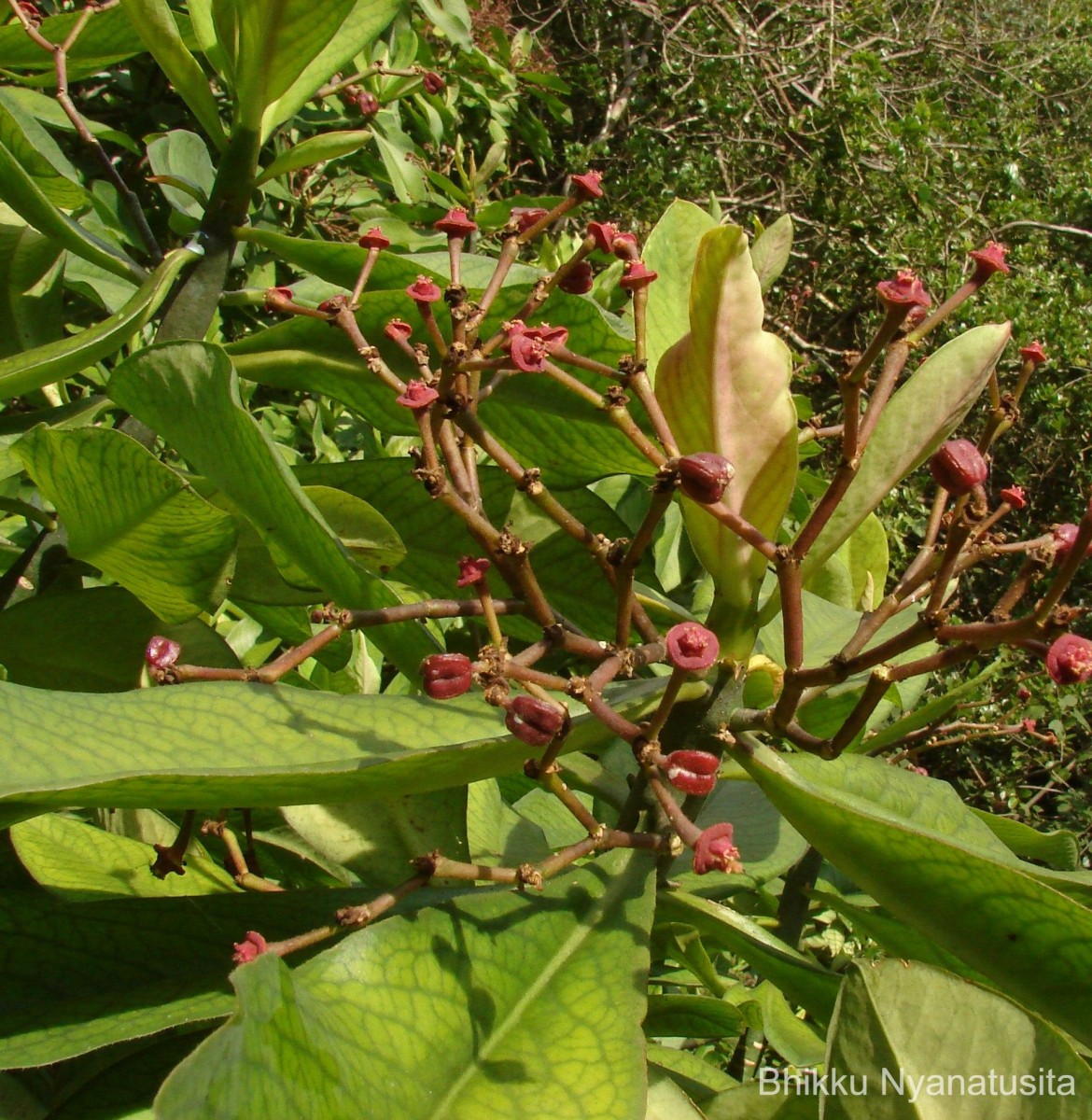 Euphorbia umbellata (Pax) Bruyns